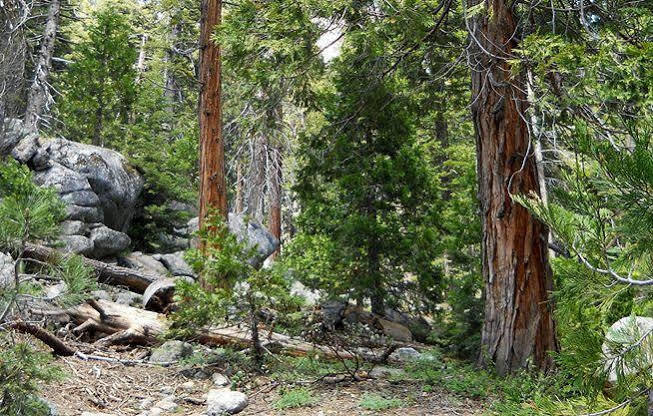 Stony Creek Lodge Sequoia National Park Zewnętrze zdjęcie